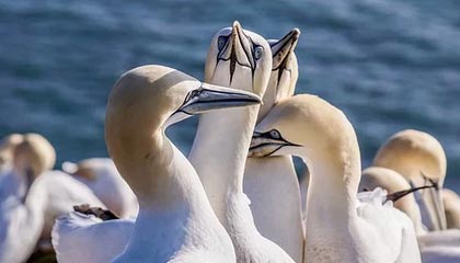 开云体育app-法国队绝杀利物浦，梅西乌龙送礼亚洲杯：一场横跨赛场与梦想的热血软文