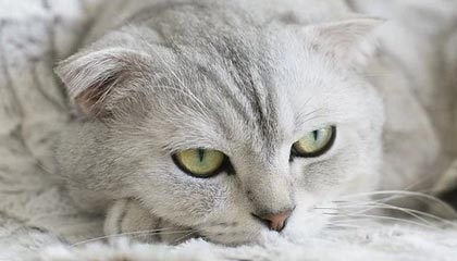 开云体育APP下载-日本羽毛球队完胜丹麦，谌龙逆境争锋：羽坛精彩瞬间全解析